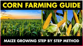 Corn Farming  Maize Cultivation  Step by Step Method  Makka Farming Complete Guide [upl. by Weitman649]