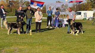 Sarplaninac  Temerin Dog Show 2024  home version [upl. by Delwyn]