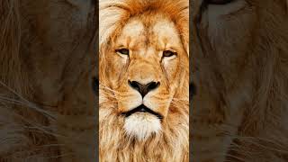 Lion  Lion Roar Sound  HD Video of a Lion  wildlife lionroaring lionsound wildanimals [upl. by Zetnom115]