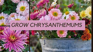 Growing chrysanthemums  what you really need to know [upl. by Glanti]