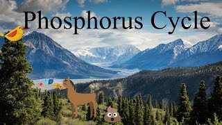 Phosphorus Cycle Explanation A biogeochemical cycle [upl. by Irt510]