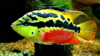 Cichlasoma salvini Yellowbelly Cichlid Цихлазома Сальвини [upl. by Nyrb]