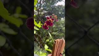 Oncidium Equitante Tolumnia blossom orchid oncidium oncidiumequitante tolumnia flower [upl. by Durarte965]