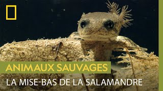 Lexpédition de la salamandre tachetée pour mettre bas [upl. by Laina]