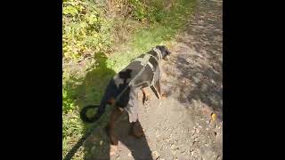 Wege am Steinhuder Meer hund tiere dogtraining doberman wandern wanderlust [upl. by Dermot354]