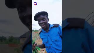 THE TRAP   Markangelcomedy  Mr macaroni  Brain jotter  officer woos  pouma funkie [upl. by Grania101]