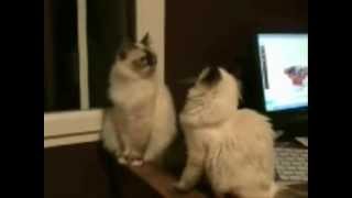 The Two Arguing Cats [upl. by Tanah]