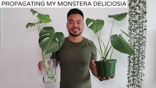 Propagating My Monstera Deliciosa  Houseplant Update Spring 2019 [upl. by Namwen]