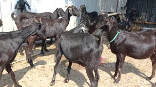 usmanabadi full pregnant goats for sale  super quality at low price only at Unnati Goat Farm [upl. by Waring79]