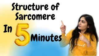 Easiest Way to Understand Structure of Sarcomere  5 Minute Concepts  Ishita Khurana [upl. by Leaj]