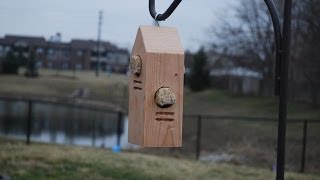 How to Make a Woodpecker Feeder woodloggercom [upl. by Ainolopa]