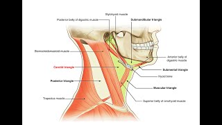 Mnemonics to remember contents of the Carotid triangle [upl. by Dnalwor138]