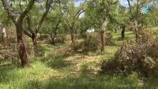 Bosque mediterráneo Tierra y Mar nº 964 Emisión 19052013 [upl. by Rockey317]