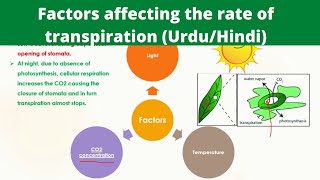 Factors affecting the rate of transpiration in urdu  Biology [upl. by Deer224]