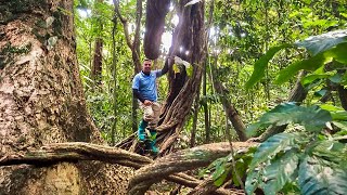 Prensacom La liana más grande del mundo está en Isla Barro Colorado Panamá [upl. by Allsun]