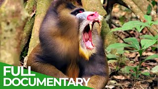 Wildlife Instincts  Mandrills  Battle of the Alphas  Free Documentary Nature [upl. by Eldnek]