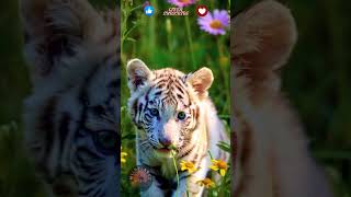 Adorable White Tiger Cub Caught on Camera WhiteTigerCub WildlifeShorts [upl. by Pooi541]