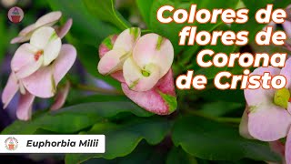 Colores de las Flores de Coronas de Cristo [upl. by Riane252]