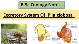 BSc Zoology Notes  Excretory System Of Pila globosa  Full Explanation In Hindi  educatorbug [upl. by Ahsem]