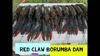 HOW TO CATCH RED CLAW BORUMBA DAM CATCHING RED CLAW IN QUEENSLAND YABBIES FISHING AUSTRALIA REDCLAW [upl. by Sifan564]