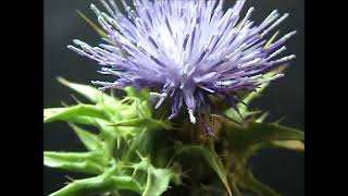 Silybum marianum 1 [upl. by Bogey212]