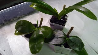 Trying Orchiata Super grade for Phalaenopsis [upl. by Dunson]