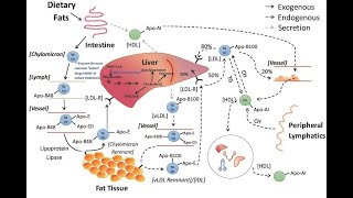 LIPID METABOLISM IN MICROALGAE [upl. by Graces]