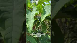 Absolutely HUGE this year Tetrapanax papyrifer 😳😳😳 exoticplants [upl. by Seaddon]