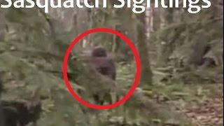 Bigfoot  Sasquatch Sightings 2016 [upl. by Sena]