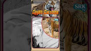 A woman died in a tiger attack in Komaram Bheem Asifabad district  SRKTV [upl. by Mandelbaum]