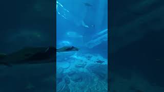 Aquarium mantaray stingray seaworld abudhabi [upl. by Essined]