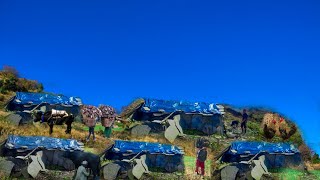 Rural village life Nepal  Chapter9 Routine of Himalayan Village life Noodles cooking and eating [upl. by Sarena]