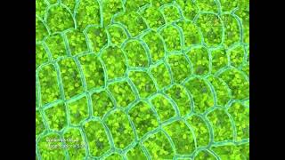 chloroplast 3d animation [upl. by Sucrad]