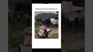 Attendance is being taken of cows🐮😲explore youtubeshorts [upl. by Scot]