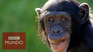 Captan en video como chimpancés salvajes desarrollan una herramienta  BBC Mundo [upl. by Ettenav]