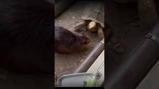 sharing breakfast 🦫🐢  Beavers [upl. by Marena272]