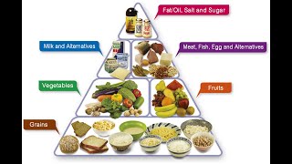 05th Science TN Food pyramid உணவு கோபுரம் [upl. by Catto]