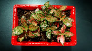 Fittonia Plant  Potting Mix For Fittonia Plant  Fittonia Repotting amp Its Care [upl. by Bresee740]