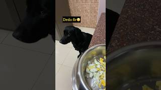 Video bna lo pehle🙄 ytshorts shortsfeed kedgykaruna labradorpuppy angrydog funnydogs mhow [upl. by Halimak]