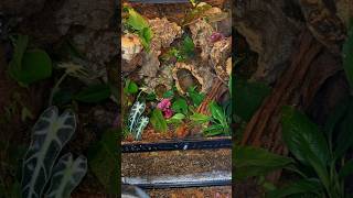 Bioactive Crested Gecko Enclosure pt2 terrarium vivarium crestedgecko reptile bioactive plants [upl. by Nerraf]