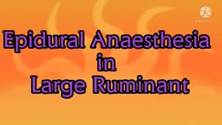 Epidural Anaesthesia in Large Ruminants [upl. by Corin916]