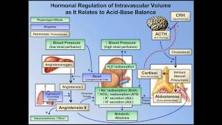 Metabolic Alkalosis ABG Interpretation  Lesson 10 [upl. by Ateloj]