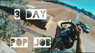 3 day pop job  Tree surgery uk [upl. by Yrrehc]