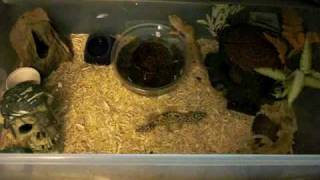 Leopard gecko care  cage setup info  breeding [upl. by Naiva]