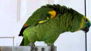 The BEST YouTube Parrot on the Planet Beach Pros Realty quotBirdiequot Sings Old McDonald Had a Farm [upl. by Hershell]