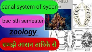 canal system of syconbsc 5th semester canal system of syconsycon syphon syphie bsczoology [upl. by Aufa319]