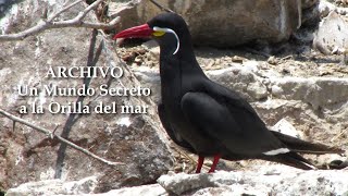 ARCHIVO  Un Mundo Secreto a la Orilla del Mar  Fauna Litoral naturaleza documental perú Mar [upl. by Karoly]