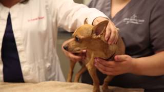 How to administer subcutaneous injections to your pet [upl. by Amiel386]