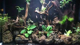 Rasboras galaxy en acuario de 38 litros con sump trasero [upl. by Jessey]