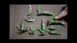 How to propagate dendrobium orchids the most effective way [upl. by Bogart432]